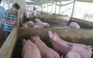 Giá lợn hơi chạm đáy mà vẫn còn 600.000 con trong chuồng, nông dân Nghệ An lòng như lửa đốt