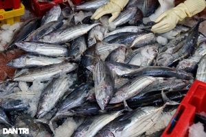 Bình Định: Một tàu cá trúng đậm mẻ cá ngừ sọc dưa 50 tấn, chủ tàu kiếm 1 tỷ đồng