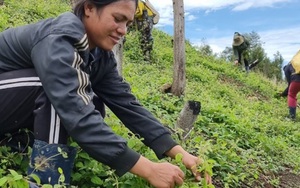 Kon Tum: Ở nơi này trồng thứ sâm bò dưới đất, mọi năm thương lái tranh nhau mua, năm nay vắng lặng như tờ