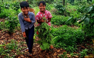 Lâm Đồng: Đồng bào dân tộc thiểu số huyện Lạc Dương  lên rừng hái măng, chặt chuối gửi về TP.HCM chống dịch