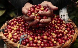 Giá nông sản hôm nay 3/8: Heo hơi cao nhất 56.000 đồng/kg, cà phê giảm nhẹ