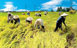 Được mùa rớt giá, Bộ NN&PTNT đề xuất tăng thu mua tạm trữ lúa Hè Thu