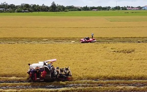 Bạc Liêu đề nghị Hậu Giang và Sóc Trăng hỗ trợ để thu hoạch lúa Hè Thu 2021
