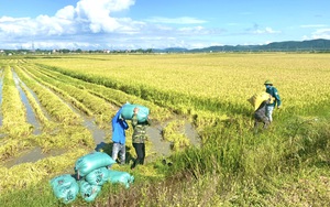 Quảng Bình: Nông dân ai ở đâu ở yên đó, yên tâm là lúa chín ngoài đồng đã có người gặt chở về tận nhà