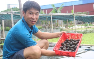 Nam Định: Nuôi con &quot;siêu đẻ” ở khu ruộng bỏ hoang, anh nông dân 8X thu nhập hàng trăm triệu mỗi năm