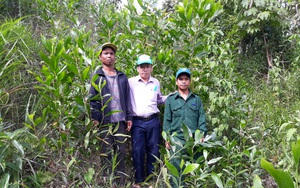 Chi trả dịch vụ môi trường rừng ở Quảng Nam: Chú trọng đôn đốc thu, tăng cường kiểm tra, giám sát việc chi trả