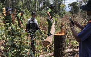 Đắk Nông: Khởi tố nhóm đối tượng lợi dụng dịch Covid-19 để phá rừng 