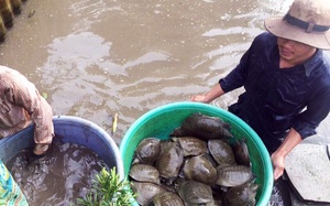 Liều đào mương vườn, trên trồng mít Thái, dưới nuôi ốc bươu đen, ông nông dân Hậu Giang trúng tiền - Ảnh 7.