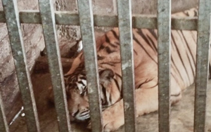 Nghệ An: Phá chuyên án nuôi nhốt hổ trong nhà dân, thu giữ 17 “ông ba mươi”