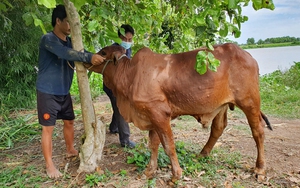 Hôm trước vừa xem tivi khuyến cáo, hôm sau thấy bò nhà mình bị bệnh viêm da nổi cục