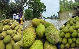 Giá mít Thái hôm nay 4/8: Vì sao dạo này mua bán mít Thái rất rôm rả trên mạng xã hội?