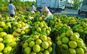 Sóc Trăng: Nhãn, bưởi, chanh, lúa hè thu ồ ạt vào vụ, nông dân ngược xuôi tìm mối bán 