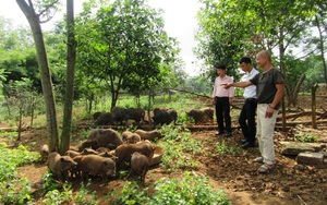Quảng Trị: Ông nông dân giỏi nuôi lợn bản, bán đắt tiền, nhiều người đến xem