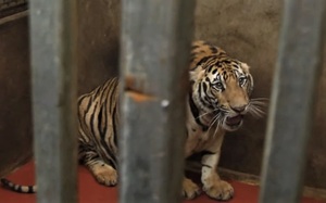ẢNH: Bên trong hầm nuôi 17 con hổ ở Nghệ An