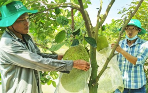 Giá mít Thái hôm nay 5/8: Dịch giã như thế, sao giá mít cứ tăng, còn chôm chôm, nhãn chín đầy vườn không ai mua?