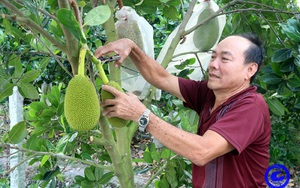 Tiền Giang: Trồng mít Thái siêu sớm, dịch Covid-19 như thế mỗi tháng ông nông dân vẫn thu đều 40 triệu