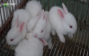 "Tuyệt chiêu" chữa bệnh cho thỏ của triệu phú nông dân Đan Phượng 