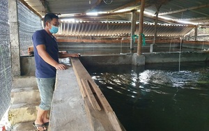 Phú Yên: Nuôi loài cá dài ngoẵng ví như &quot;nhân sâm nước&quot;, bắt bán 1 lứa ông nông dân thu 1 tỷ