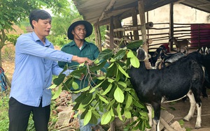 Quảng Bình: Bỏ Sài Gòn về quê, trai làng nuôi &quot;lung tung&quot; từ con trên cạn cho tới con dưới nước, &quot;đút túi&quot; 200 triệu