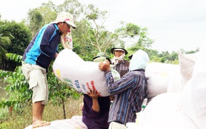 Kéo dài “cánh tay” kết nối, tiêu thụ nông sản (bài 3): Giúp dân thu hoạch lúa hè thu bằng mọi cách