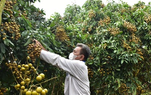 Kéo dài “cánh tay” kết nối, tiêu thụ nông sản (bài 2): Đưa nông sản từ vườn đến nơi tiêu thụ