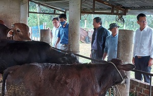  Quảng Nam: Nuôi đàn bò béo, nông dân một xã thu hơn 60 tỷ đồng/năm 