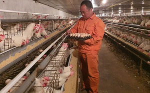 Hà Nội: Giám đốc 8X nuôi gà đẻ ra "Trứng cà gai leo" độc nhất vô nhị
