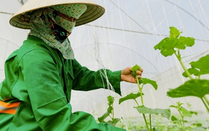 Covid-19 Bình Phước: Chuyển nhà kính trồng dưa lưới sang trồng dưa leo, rau củ để hỗ trợ người khó khăn