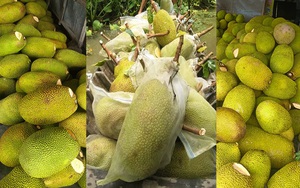Giá mít Thái hôm nay 7/8: Vườn mít nào còn nhiều trái to bự thì ông chủ đang trúng đậm?