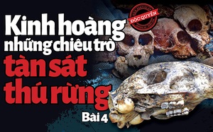 Kinh hoàng các chiêu trò tàn sát thú rừng (Bài 4): Trong thế giới lộn ngược của các “sát thủ rừng xanh”