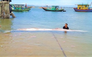 Người dân phát hiện xác cá voi gần 1 tấn trôi dạt vào bờ biển Hà Tĩnh