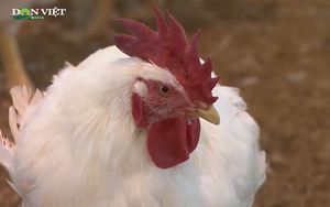 Video: Người nuôi gà gặp khó, Đồng Nai gấp rút chỉ đạo đồng bộ tháo gỡ