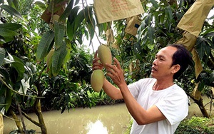 Hậu Giang: Trồng xoài Cát Hồng có gì mới, có gì hay mà ở đây cứ hái 1ha trái nông dân lời 200 triệu đồng?