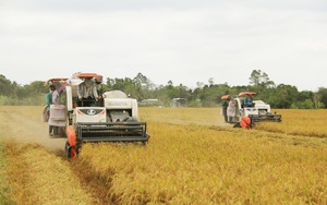 Kích hoạt giá lúa gạo, thương lái thu mua lúa cũng phải có "luồng xanh"