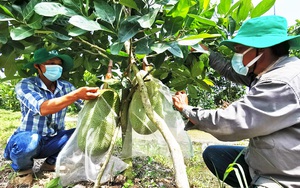 Giá mít Thái hôm nay 9/8: Giá tăng, nhiều vựa mít mới lại khai trương, nông dân nói chưa có nhiều mít bán đâu