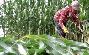 Quảng Ngãi: Trồng ngô sinh khối mang lợi nhuận khá, tốn ít công đang “hút” nông dân 