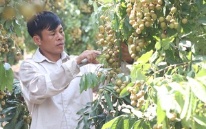 Chuyên canh cây nhãn Miền Thiết chín muộn, người nông dân Sơn La lãi gần nửa tỷ mỗi năm