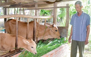 Trà Vinh: Vì sao 657 ha đất đang trồng mía dân lại chuyển sang trồng cỏ, trồng cỏ nhiều thế để làm gì?