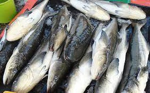 Kiên Giang: Giá cá đặc sản rẻ chưa từng có, nông dân xã đảo mong được khoanh nợ, hỗ trợ tiêu thụ