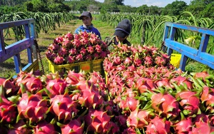 Đang ầm ầm thu gom cả triệu tấn, tại sao Trung Quốc đột ngột giảm mua loại trái cây này của Việt Nam?