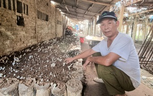 Ninh Bình: Nông dân U70 trồng nấm la liệt, lời 200 triệu/năm