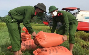 Thanh Hóa: 40 chiến sỹ công an huyện Như Thanh giúp dân vùng giãn cách gặt lúa chạy bão Conson
