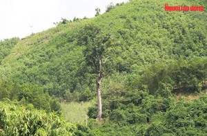 "Báu vật lộ thiên": Thủ phủ lim xanh có một "cụ" lim cổ thụ ngàn năm tuổi duy nhất ở Thanh Hóa