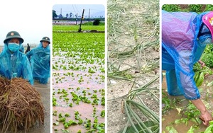 Quảng Ngãi: Rau, lúa, hoa màu ngã ngập trong cơn bão số 5, thiệt hại hàng trăm tỷ đồng 