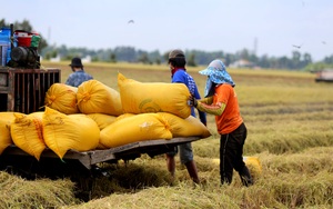 Long An: Đặc sản chín rộ vàng đồng, thương lái mua với giá bèo, nông dân mất 5 triệu đồng/ha