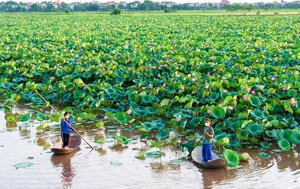 Chán lúa, cá, vịt,... nông dân Phú Xuyên trồng loài hoa gì mà vừa đẹp lại vừa cho hiệu quả kinh tế cao?
