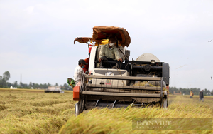 Long An: Đặc sản chín rộ mất giá, nông dân thiệt hại 5 triệu đồng/ha