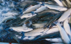 Hải Dương: Giá thức ăn nuôi thủy sản cao ngất ngưởng, cá đặc sản bán rẻ như cho, nông dân khổ