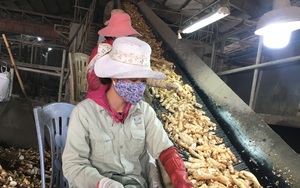 Bán nông sản sang Trung Quốc, doanh nghiệp Việt phải bỏ thói quen &quot;thời vụ&quot;