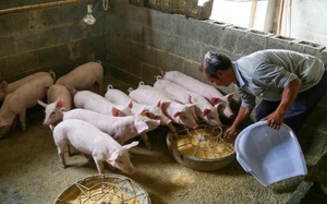 Giá thịt lợn tăng sốc rồi giảm sâu, các nhà sản xuất thịt Trung Quốc ngập trong nợ nần